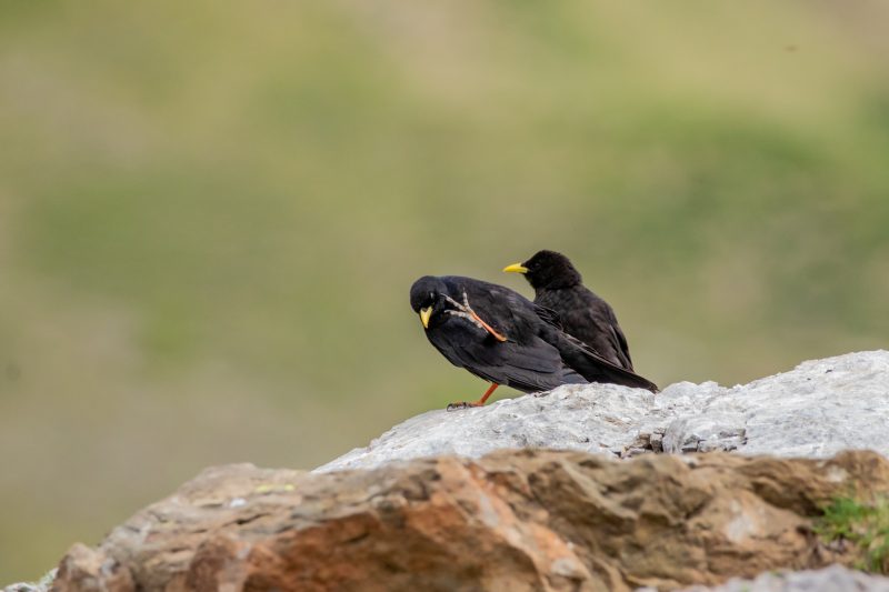 Chocards à bec jaune
